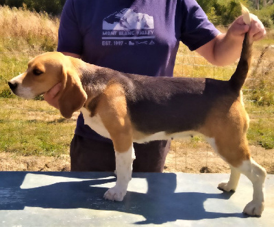 Étalon Beagle - Opaline Du Rallye Juigné