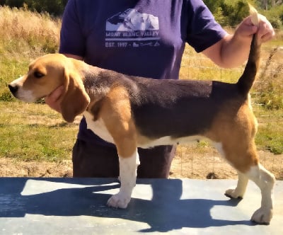 Étalon Beagle - Opaline Du Rallye Juigné