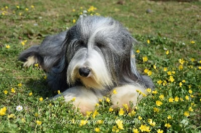 Étalon Bearded Collie - Dream From Highland's Sheitane