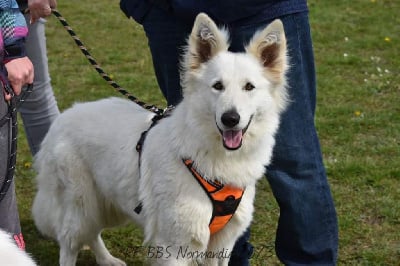 Étalon Berger Blanc Suisse - Girly girl star from white speed