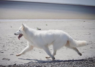 Étalon Berger Blanc Suisse - Princess plum white diamond De La Griffe Des Loups D'argent