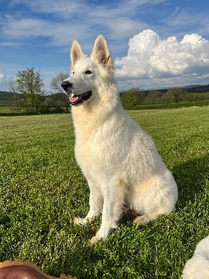 Étalon Berger Blanc Suisse - One White Pearl Of Chester