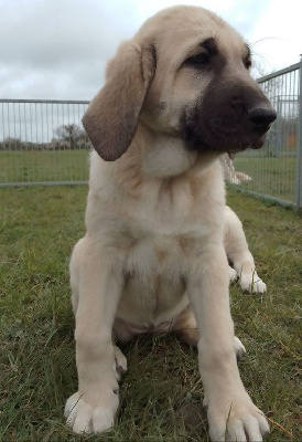 Étalon Berger Kangal - Upia-lea du Domaine de Sara