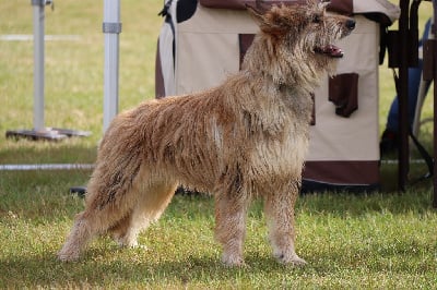 Étalon Berger de Picardie - Sapho de Lann Guic