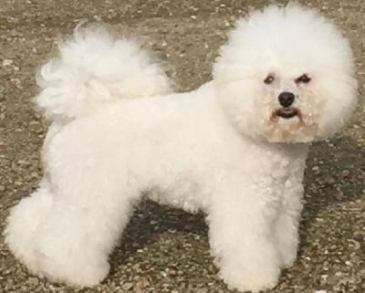 Étalon Bichon Frise - Rita haywort Du Pic De Nore