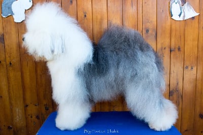 Étalon Bobtail - CH. Reata's Crazy about you