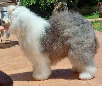 Étalon Bobtail - Natural beauty Lords of Cuzay