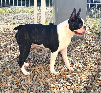 Étalon Boston Terrier - Titan de la Borde Riva