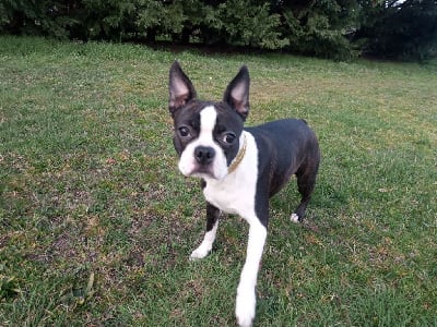 Étalon Boston Terrier - Starfire du domaine of the bouston