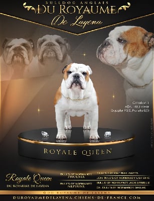 Étalon Bulldog Anglais - Royale queen Du Royaume De Layena
