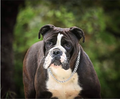 Étalon Bulldog continental - Rockeuse de diams du Cap de la Coste