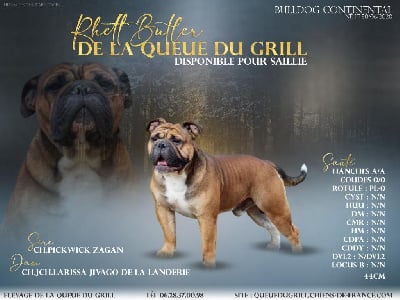 Étalon Bulldog continental - Rhett butler De la queue du grill