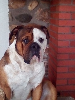 Étalon Bulldog continental - Opus Grande Pretty face