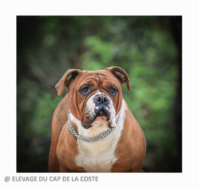 Étalon Bulldog continental - Rouge cerise du Cap de la Coste