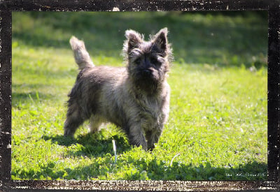 Étalon Cairn Terrier - Tilia Des guerriers chippewas