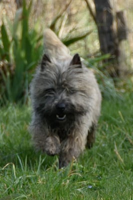Étalon Cairn Terrier - Seven one du Pays des Lylows