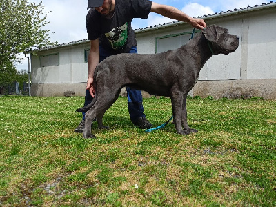 Étalon Cane Corso - Rea Des Coquins D'Occitanie