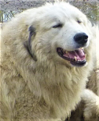 Étalon Chien de Montagne des Pyrenees - Pastourelle du Domaine de Peyrac