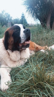 Étalon Chien du Saint-Bernard - Raven du Circuit des Eaux Vives