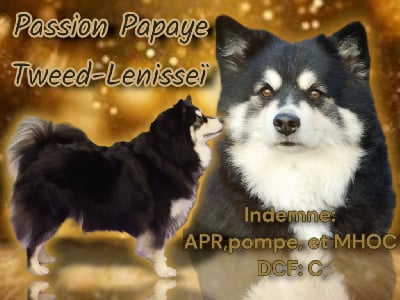 Étalon Chien finnois de Laponie - Passion-papaye Tweed Lenissei