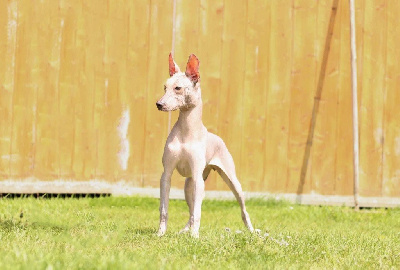 Étalon Chien nu mexicain - rnd hairless Vela statia