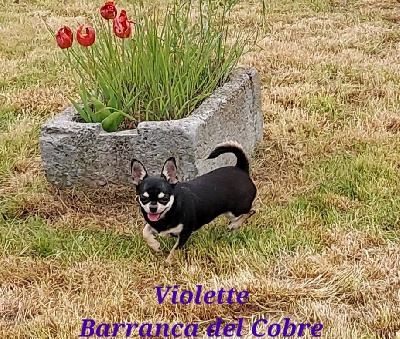 Étalon Chihuahua - Violette barranca del cobre