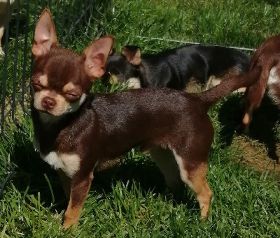 Étalon Chihuahua - Topaz Du Moulin Des Petits Gringos