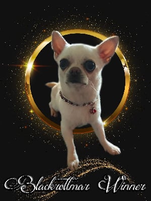Étalon Chihuahua - blackrottmar Winner