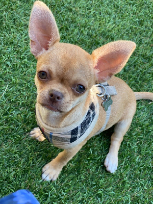 Étalon Chihuahua - Schanel La Daronne De Nice