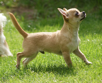 Étalon Chihuahua - True blood de L'Arbre des Batailles