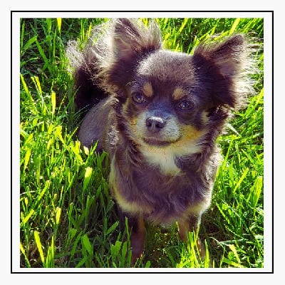 Étalon Chihuahua - Yiona Du Royaume D'Odelia