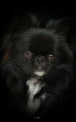 Étalon Chihuahua - Romeo Des Petites Perles Enchantées