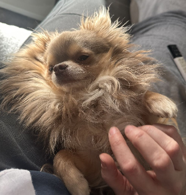 Étalon Chihuahua - Pacha Du Royaume D'odin