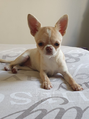 Étalon Chihuahua - Starlette De La Contrée Des Elfes