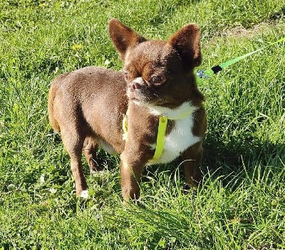 Étalon Chihuahua - Onel des Petites Merveilles d'Aurore 