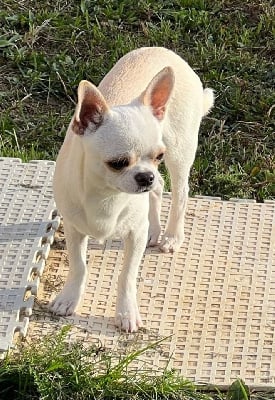 Étalon Chihuahua - Ti amo Des Etoiles D'ambre