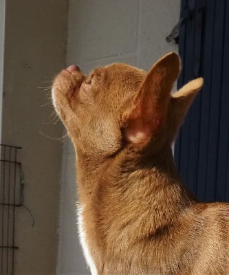 Étalon Chihuahua - Romance (Sans Affixe)