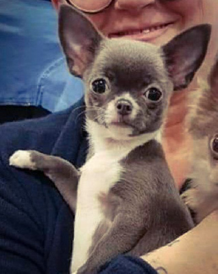 Étalon Chihuahua - Océan Des Petits Amours D'Arcadie