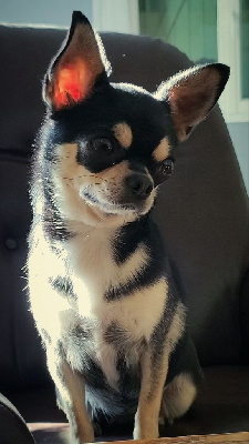 Étalon Chihuahua - Sheyla De La Nurserie De Nina