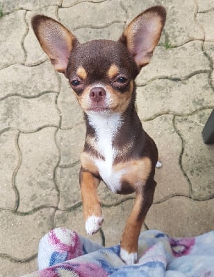 Étalon Chihuahua - Sisley Des Chixy Du Soleil