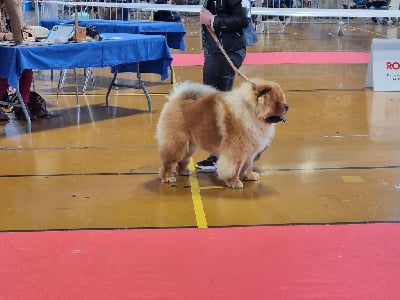 Étalon Chow Chow - Obiwan red de Fu Xing