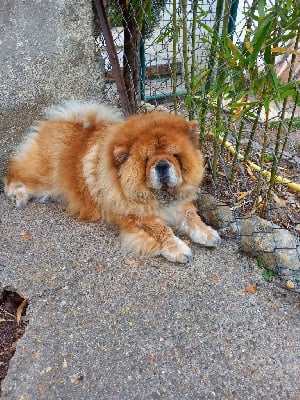 Étalon Chow Chow - leon de bronce Firenze