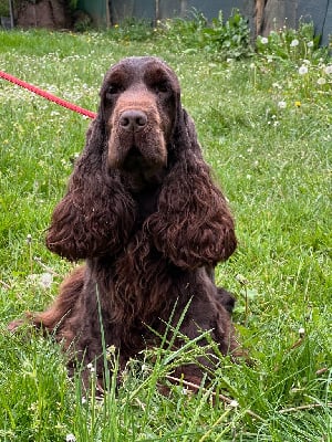 Étalon Cocker Spaniel Anglais - Sunshine des coleres de Zeus