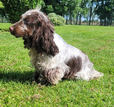 Étalon Cocker Spaniel Anglais - Tagada Des marais de courmont