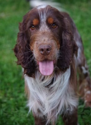 Étalon Cocker Spaniel Anglais - Ozvann du Kreizker