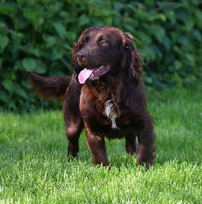 Étalon Cocker Spaniel Anglais - Up of Glharama