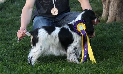 Étalon Cocker Spaniel Anglais - TR. So blue saphir of Mayajoe's Dreams