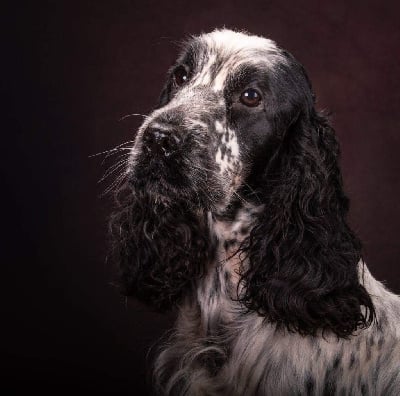 Étalon Cocker Spaniel Anglais - Orla des Grandes Pattes