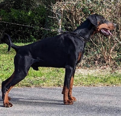 Étalon Dobermann - Sacha De Chardmethée