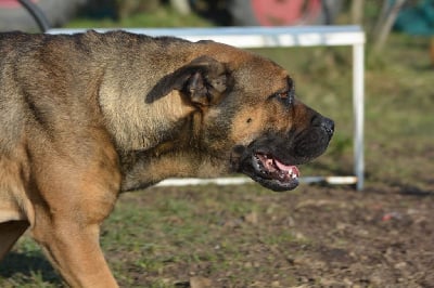 Étalon Dogue de Majorque - Scarlett de Can Bourbon